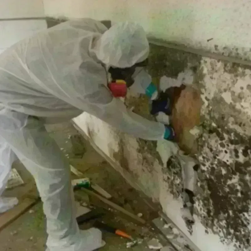 Mold Remediation and Removal in Three Way, TN